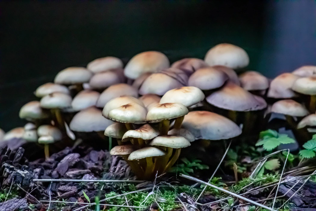 Mushroom Image Classifier iOS App